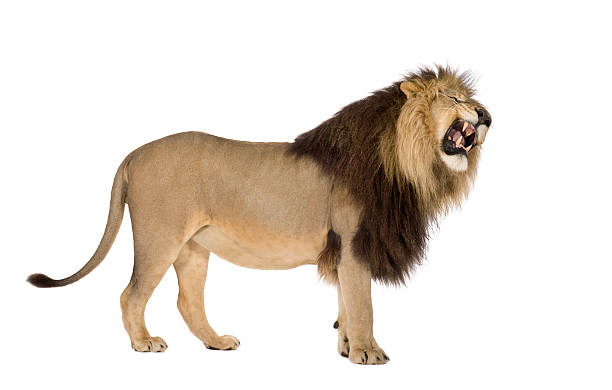 Lion (4 and a half years) - Panthera leo  roaring photos stock pictures, royalty-free photos & images