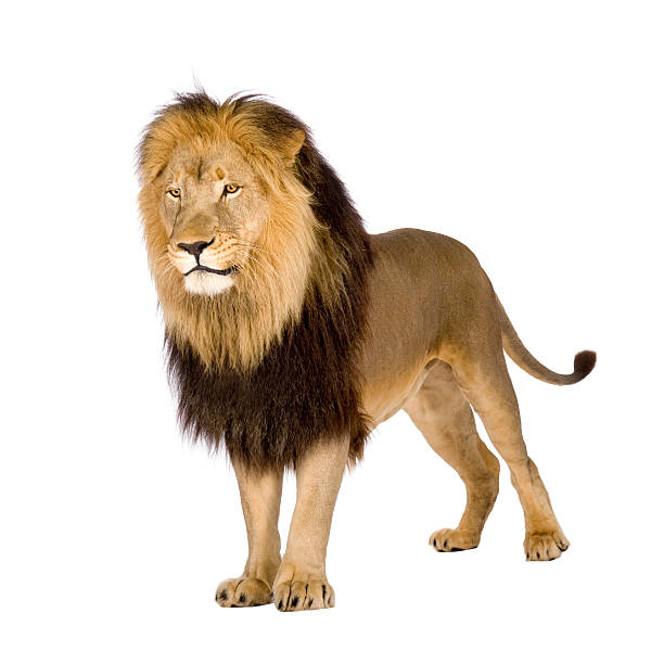 istock Four-and-a-half year old lion with yellow and brown mane 93215445
