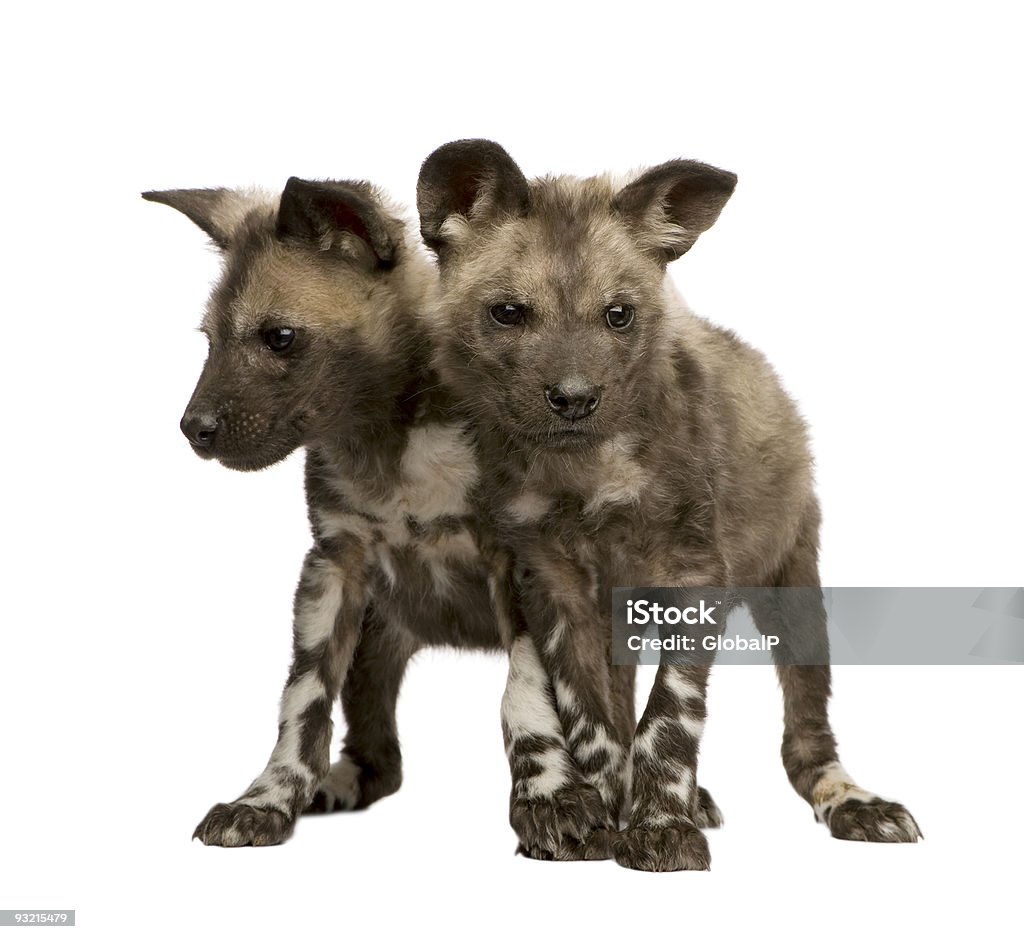 Гиеновидная собака гепарда (9 недель)-Lycaon pictus - Стоковые фото Гиеновидная собака роялти-фри
