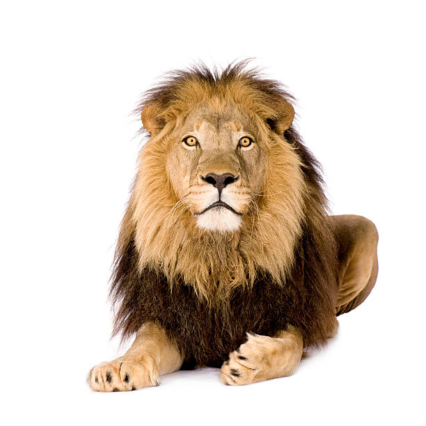 istock The stunning panthera leo lion 93215481