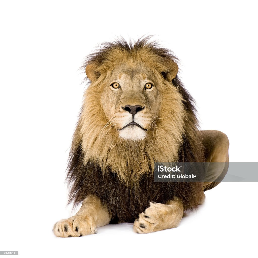 Lion-Panthera leo - Zbiór zdjęć royalty-free (Lew - Wielki kot)