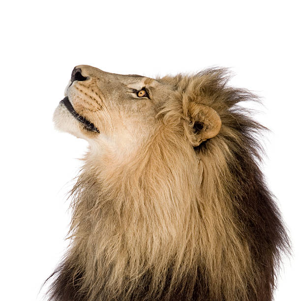 istock Young lion gazing off to its right 93215496