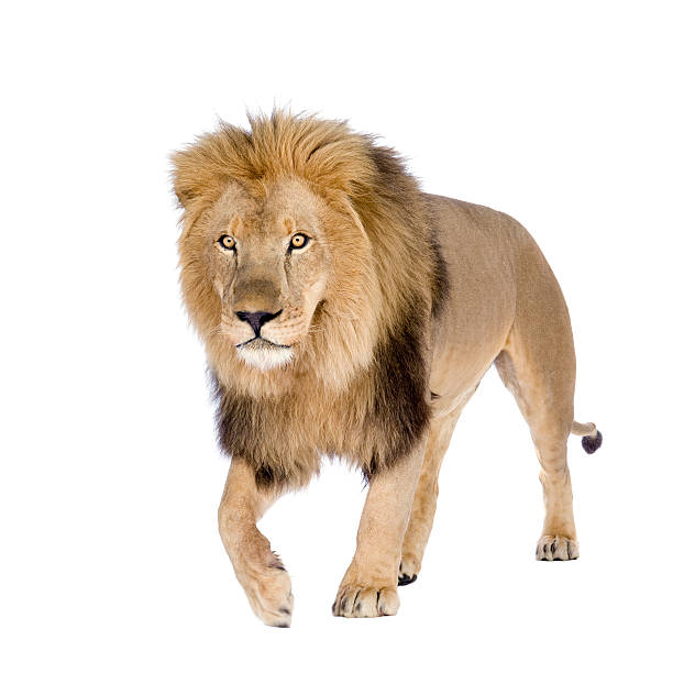 istock 8-year old Panthera Lion isolated on white background 93215497