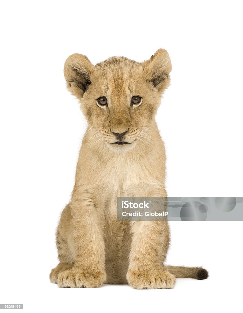 Lion Cub (4 months)  Lion Cub Stock Photo