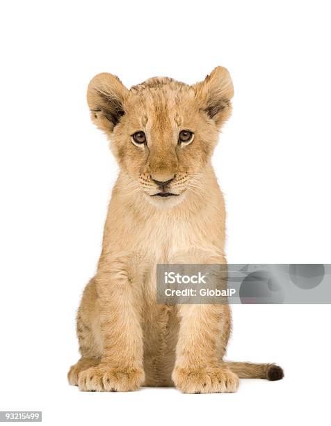 Lion Cub Stock Photo - Download Image Now - Lion Cub, White Background, Cub