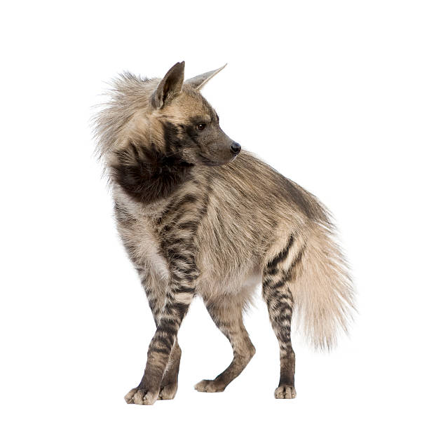 Striped Hyena  spotted hyena photos stock pictures, royalty-free photos & images