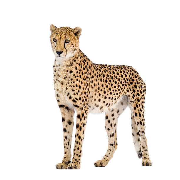 istock Cheetah - Acinonyx jubatus 93215512