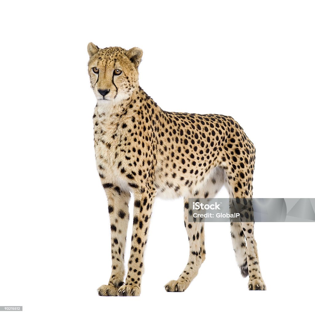 Гепардовым Acinonyx jubatus - Стоковые фото Гепард роялти-фри