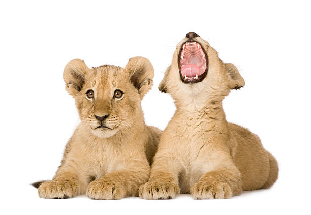 Two lion cubs with one yawning on a white background