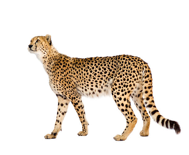 istock Cheetah - Acinonyx jubatus 93215527