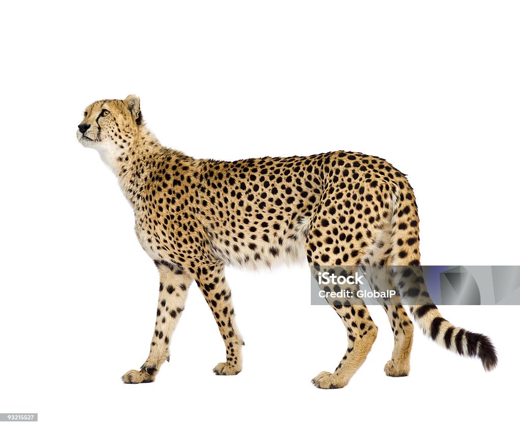 Cheetah - Acinonyx jubatus  Cheetah Stock Photo