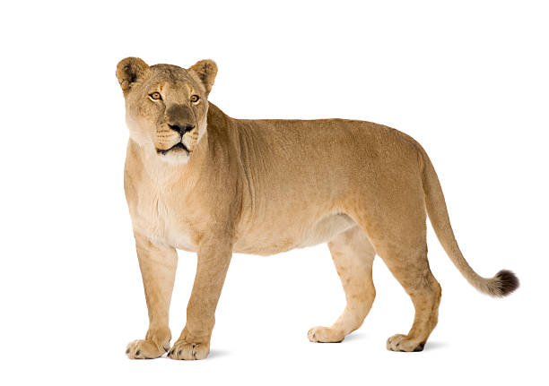 istock 8 year old Panthera Leo lioness on white background 93215542