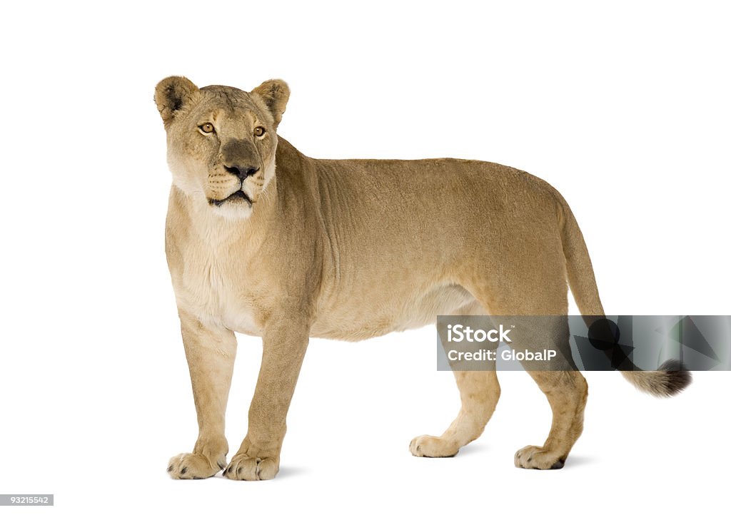 8 year old Panthera Leo lioness on white background Lioness (8 years) in front of a white background. Lion - Feline Stock Photo