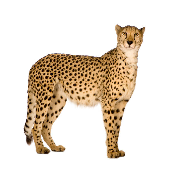 istock A cheetah acinonyx jubatus on a white background 93215557