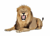 A lion roaring on a white background