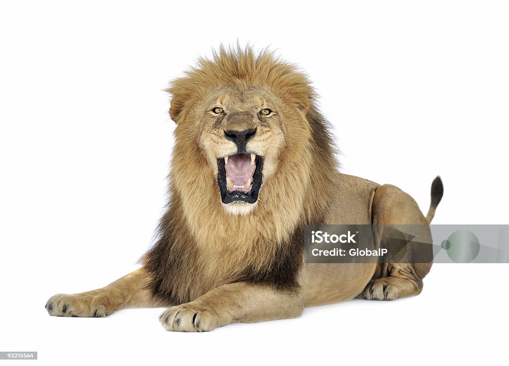 A lion roaring on a white background Lion in front of a white background. Lion - Feline Stock Photo