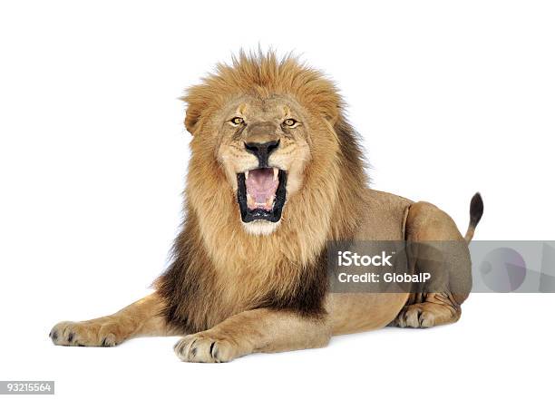 A Lion Roaring On A White Background Stock Photo - Download Image Now - Lion - Feline, Roaring, White Background