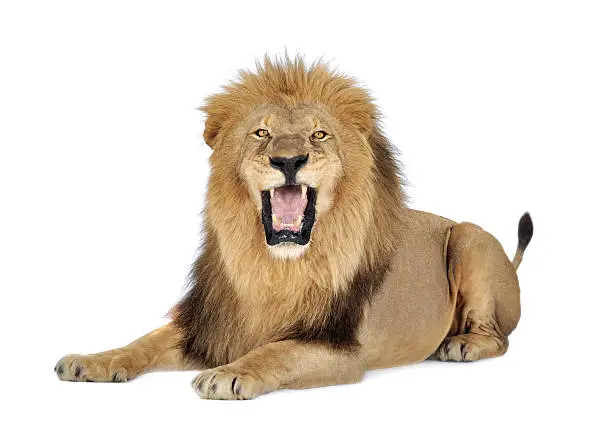 Lion in front of a white background.