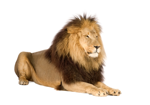 Lion (4 and a half years) in front of a white background.