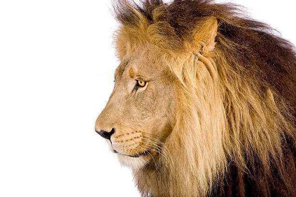 istock Close-up on a Lion's head (8 years) - Panthera leo 93215580