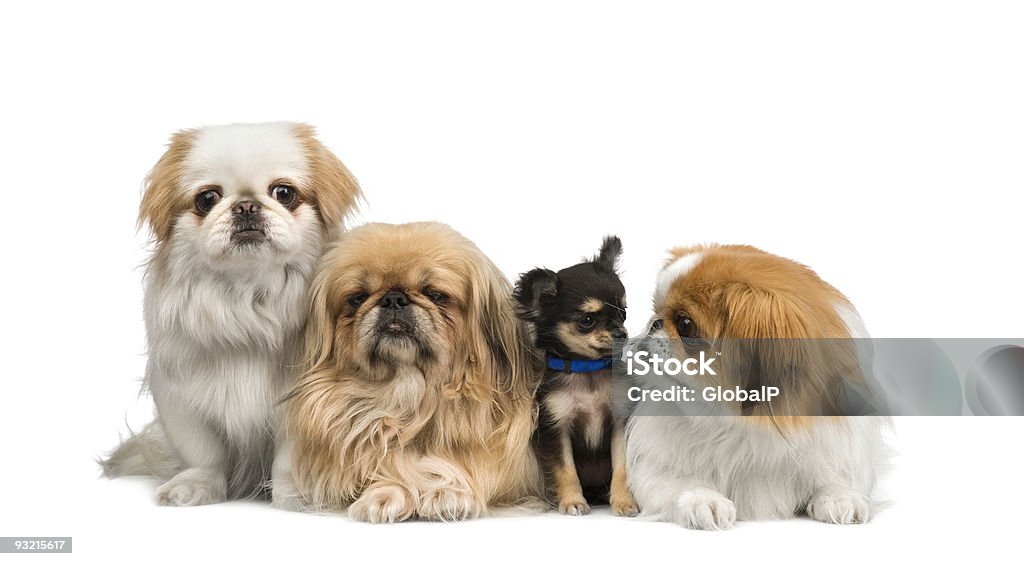three Pekingeses and one chihuahua  Dog Stock Photo