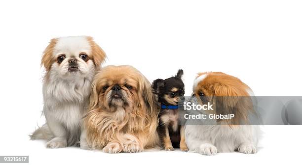 Three Pekingeses And One Chihuahua Stock Photo - Download Image Now - Dog, Large Group Of Animals, Small