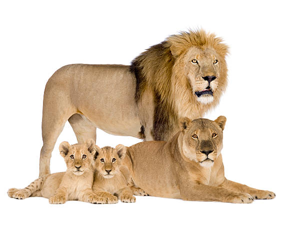 lion famille-panthera leo - lioness photos et images de collection