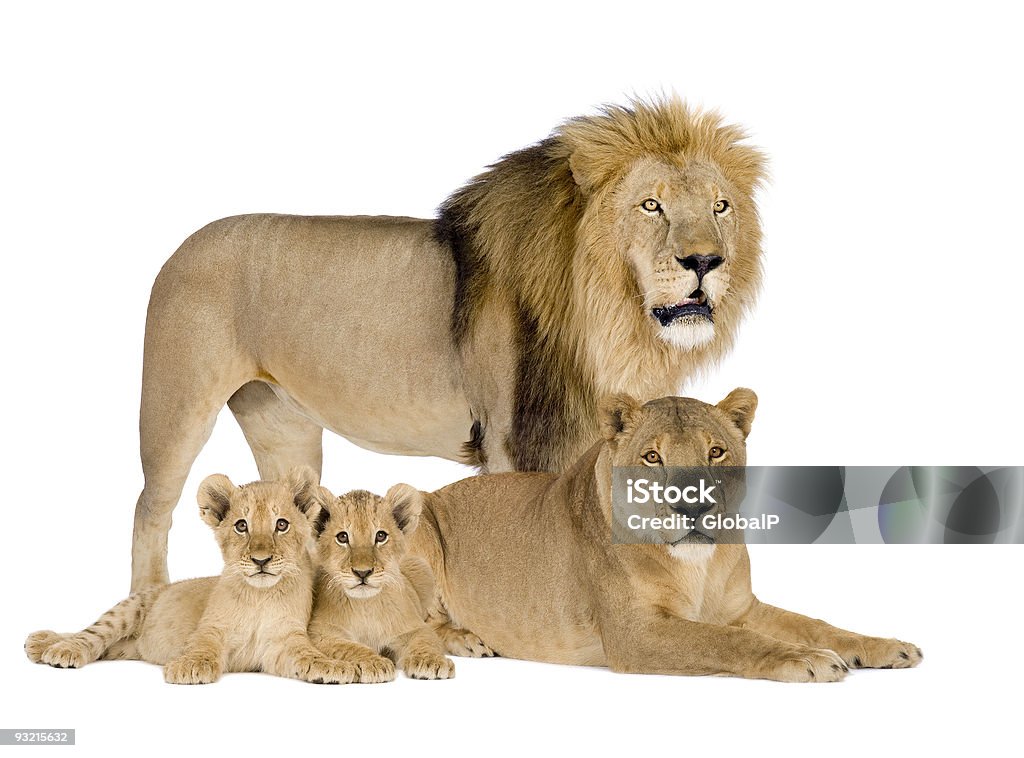 Lion family - Panthera leo  Lion - Feline Stock Photo