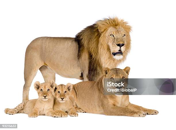 Lion Family Panthera Leo Stock Photo - Download Image Now - Lion - Feline, Cub, White Background