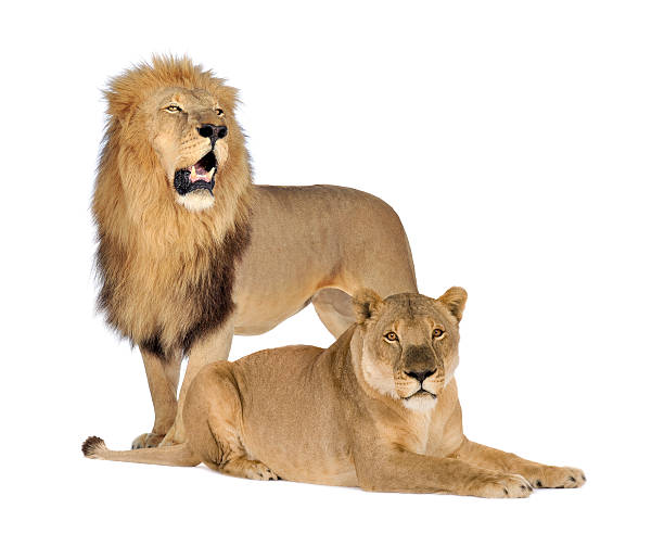 istock Lion and Lioness - Panthera leo 93215634