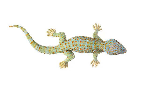 Photo of Tokay gecko