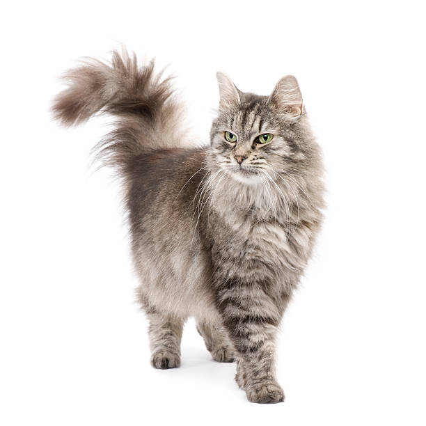 crossbreed сибирский и персидская кошка - longhair cat стоковые фото и изображения