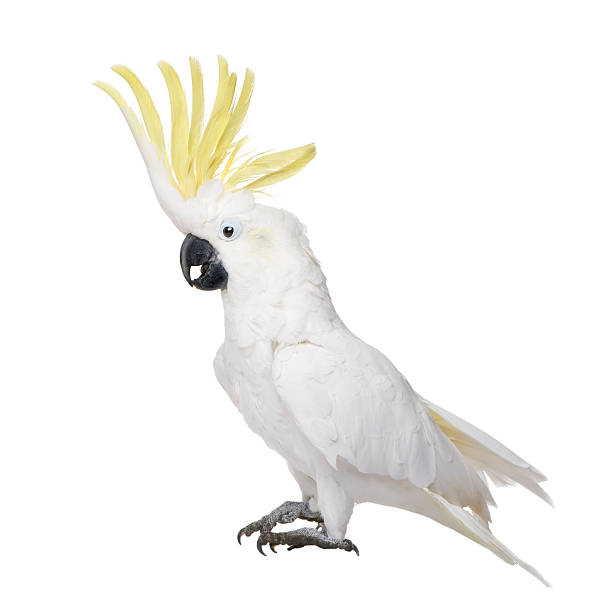 Sulphur-crested Cockatoo (22 years) - Cacatua galerita  sulphur crested cockatoo photos stock pictures, royalty-free photos & images