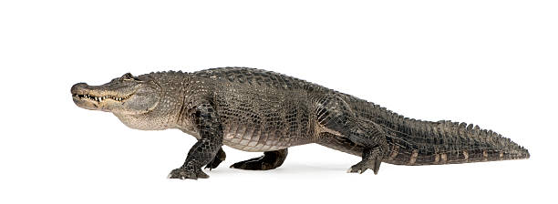 aligator amerykański (30 lat - american alligator zdjęcia i obrazy z banku zdjęć