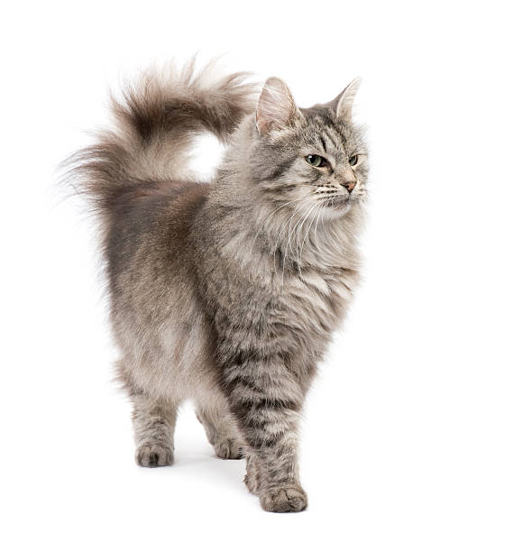 raza cruzada de siberia y gato persa - longhair cat fotografías e imágenes de stock