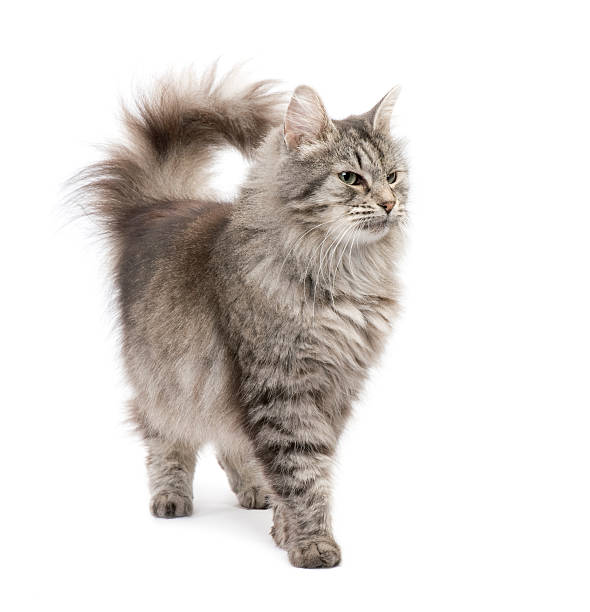 crossbreed сибирский и персидская кошка - longhair cat стоковые фото и изображения