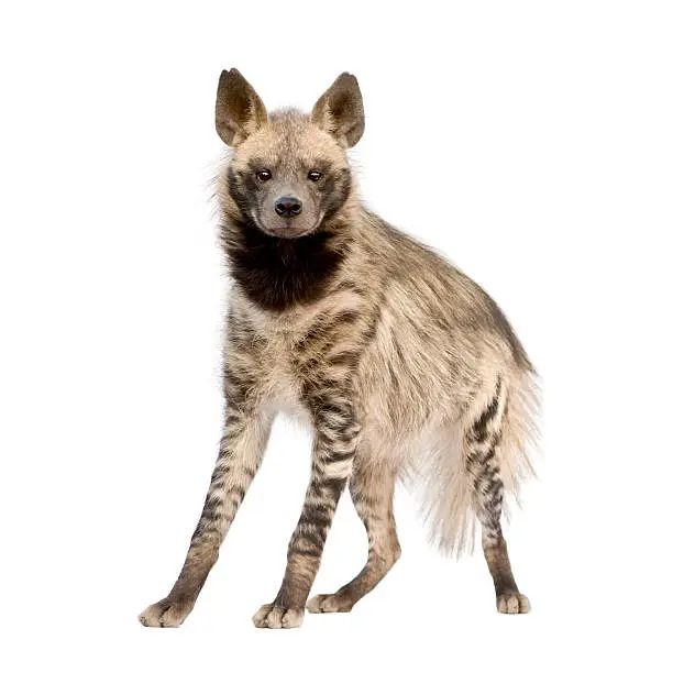 Striped Hyena in front of a white background.