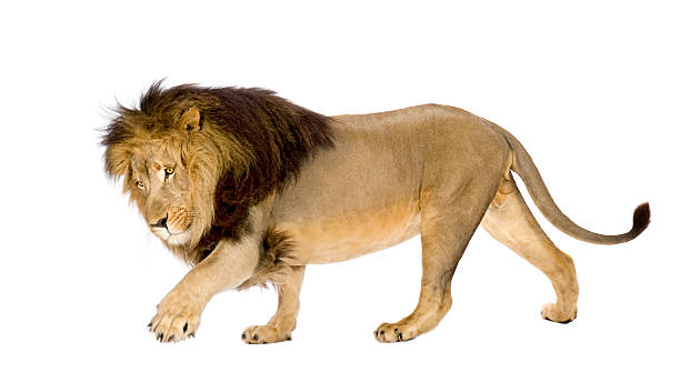 istock Lion with mane on the prowl on white background 93215738