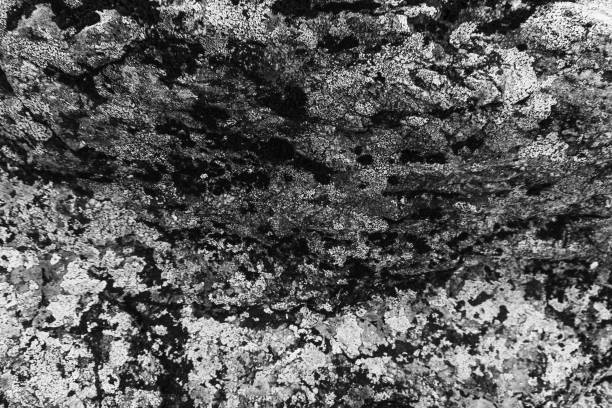 istock Moss on rocks, black and white background. Natural texture 932157438