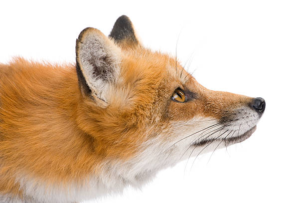 Red fox (4 years)  red fox stock pictures, royalty-free photos & images