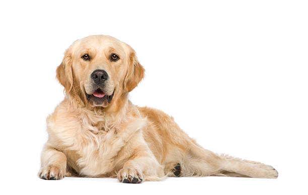 Golden Retriever (2 years) Golden Retriever (2 years) in front of a white background. lying down stock pictures, royalty-free photos & images