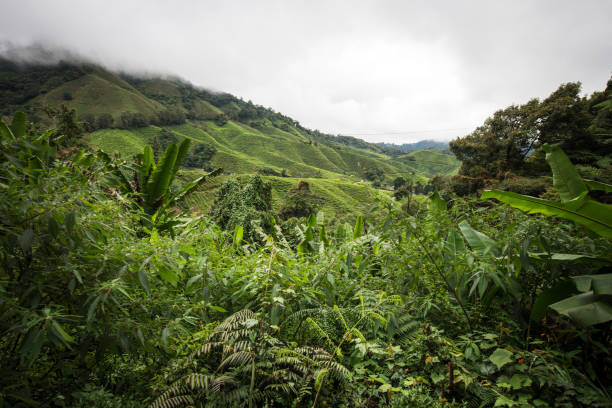 istock Tea fields on cloudy day, Cameron Highlands, Malaysia 932157592
