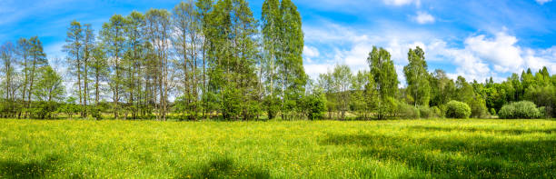istock Flowers in grass, field and trees, green spring panorama 932157818
