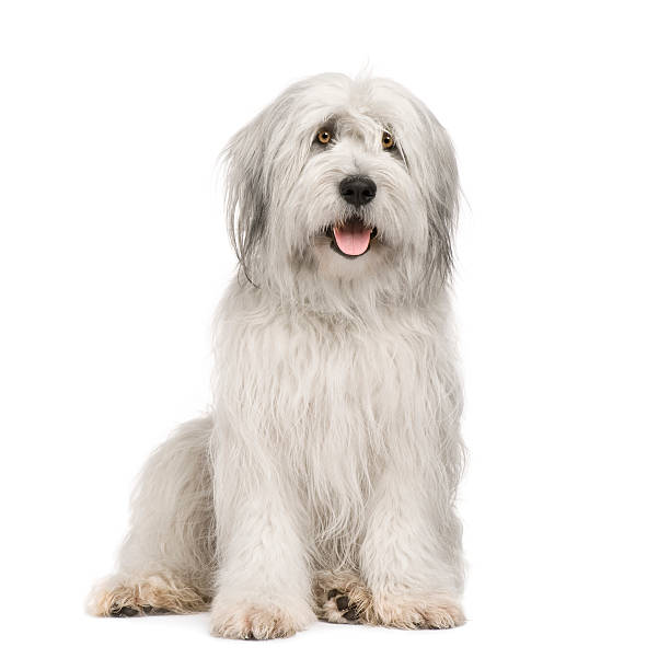 Sheepdog (15 moths)  shaggy fur stock pictures, royalty-free photos & images