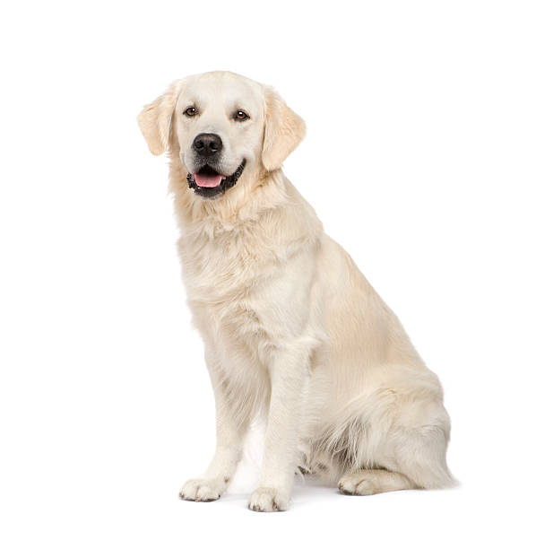 Adult Golden Retriever sitting Golden Retriever (2 years) in front of a white background. labrador retriever stock pictures, royalty-free photos & images