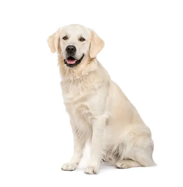 Golden Retriever (2 years) in front of a white background.