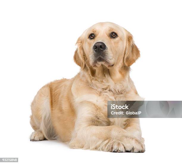 Golden Retriever Stock Photo - Download Image Now - Dog, Golden Retriever, Lying Down