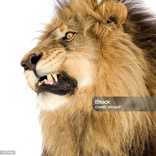 Lion 사자에 대한 스톡 사진 및 기타 이미지 - 사자, 으르렁거리다, 흰색 배경