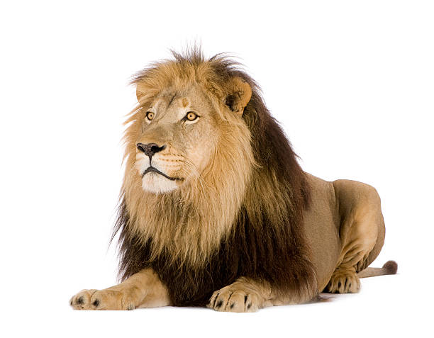 istock Lion laying down isolated on a white background 93215868