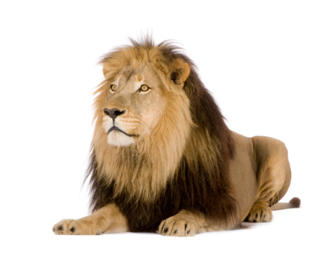 Lion (4 and a half years) in front of a white background.